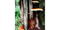 Immune tonic - Medicinal Mushrooms - double extraction