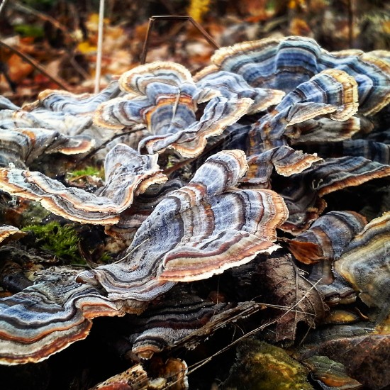 Trametes versicolor - Turkey tail - Double extraction