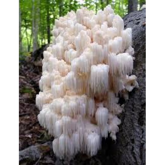 Hydne hérisson - Hericium erinaceus 